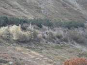 SAM_0737g