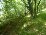 SAM_1855-800